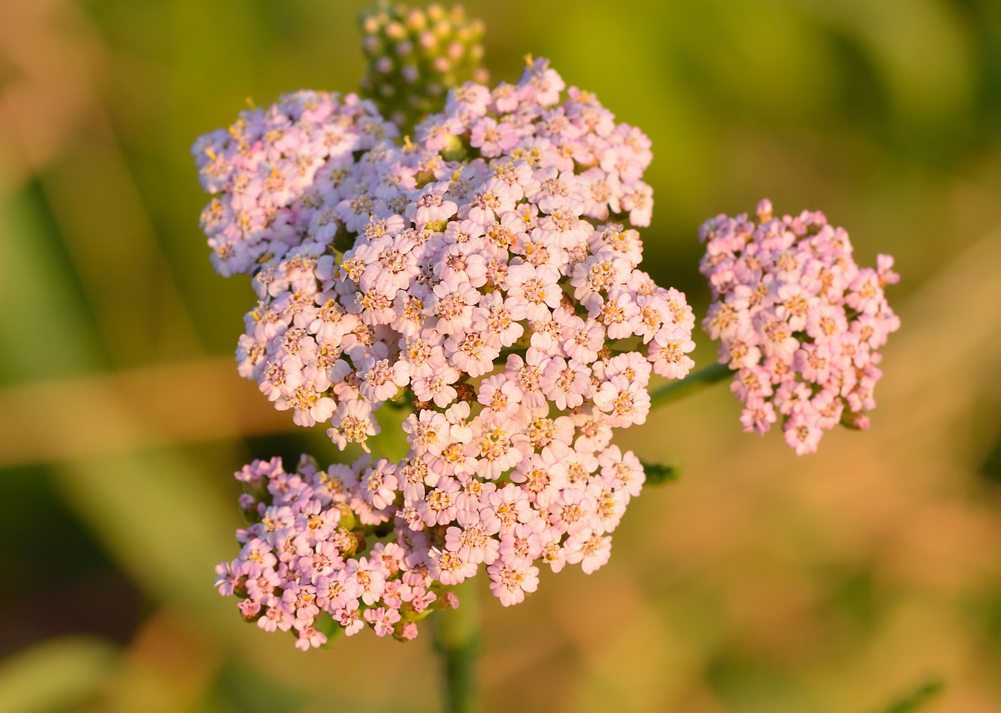 Прикрасять сад і проженуть бур'яни: 11 квітів, які принесуть користь ділянці